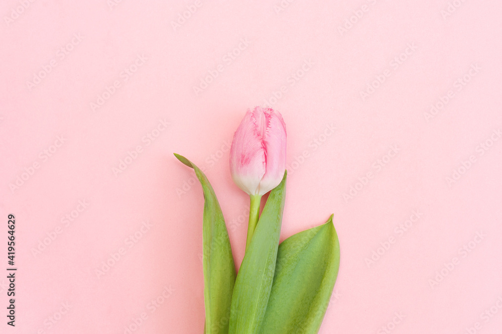 One pink tulip on a pink 