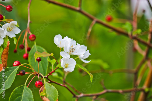 Abnormal flowering of an apple tree in autumn on branches with mature apples. A consequence of global warming. Beautiful white flowers. Rosales. photo