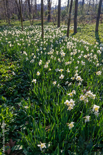 A flower bed of daffodils in the wooded park.