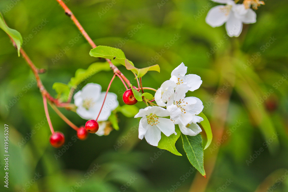 Abnormal flowering of an apple tree in autumn on branches with mature apples. A consequence of global warming. Beautiful white flowers. Rosales. Abnormal flowering of an apple tree in autumn on branches with mature apples. A consequence of global warming. Beautiful white flowers. Rosales.