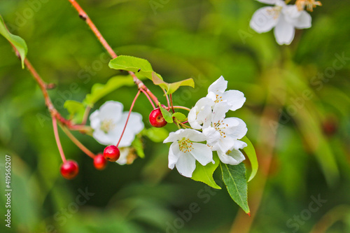 Abnormal flowering of an apple tree in autumn on branches with mature apples. A consequence of global warming. Beautiful white flowers. Rosales. photo