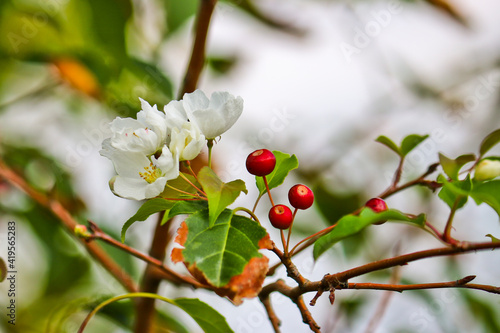 Abnormal flowering of an apple tree in autumn on branches with mature apples. A consequence of global warming. Beautiful white flowers. Rosales.