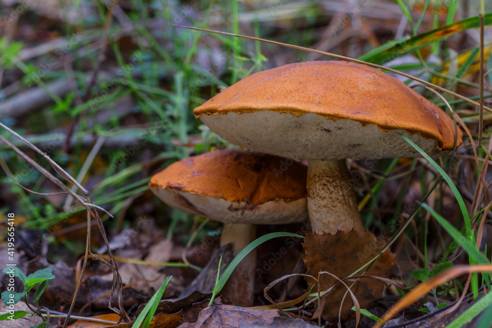 Cute penny bun mushroom is growing in the grass. The beautiful small brown cap of a cep is in the focus. It is vegetarian diet food. The mushroom grows in Ukrainian Carpathian Mountains in the forest. Cute penny bun mushroom is growing in the grass. The beautiful small brown cap of a cep is in the focus. It is vegetarian diet food. The mushroom grows in Ukrainian Carpathian Mountains in the forest.