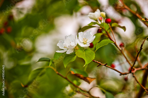 Abnormal flowering of an apple tree in autumn on branches with mature apples. A consequence of global warming. Beautiful white flowers. Rosales. photo