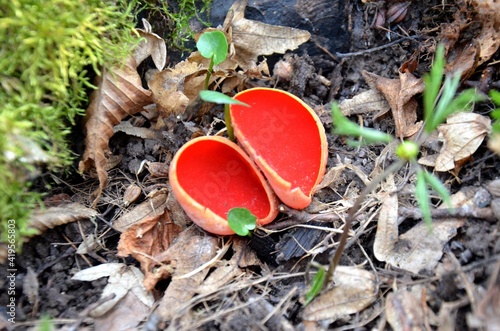 Sarcoscypha coccinea grows in the forest, the Ruby Elfcup red fungus growing in spring. rare plants, red mushroom
