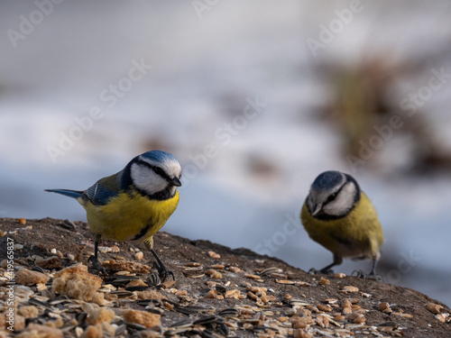 Blaumeise im Winter auf Futtersuche © StG Stockfoto