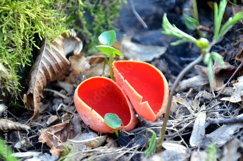 Sarcoscypha coccinea grows in the forest, the Ruby Elfcup red fungus growing in spring. rare plants, red mushroom photo