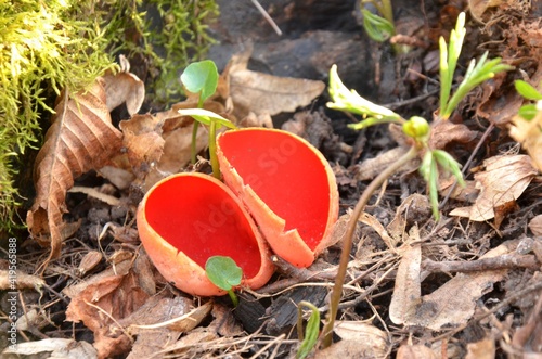 Sarcoscypha coccinea grows in the forest, the Ruby Elfcup red fungus growing in spring. rare plants, red mushroom