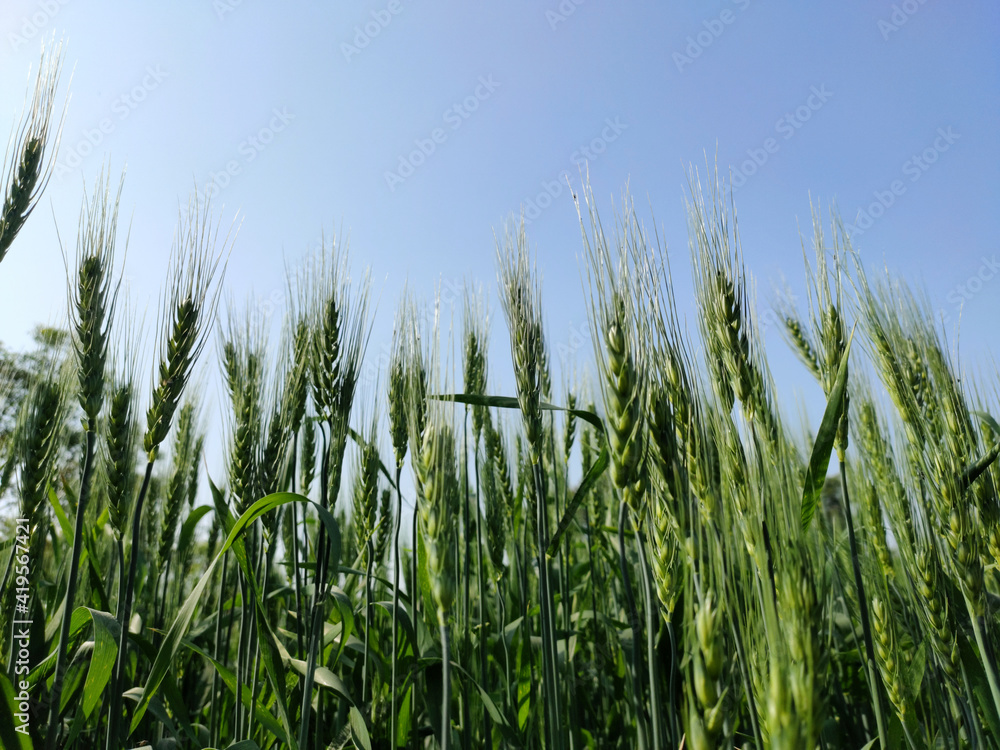 Fototapeta premium green wheat field
