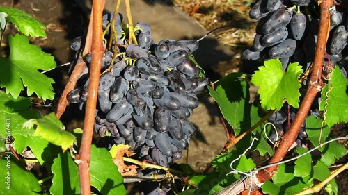 Dark grapes on bushes. Harvest of ripe sweet dark grapes.