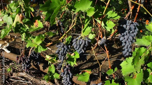 Dark grapes on bushes. Harvest of ripe sweet dark grapes.