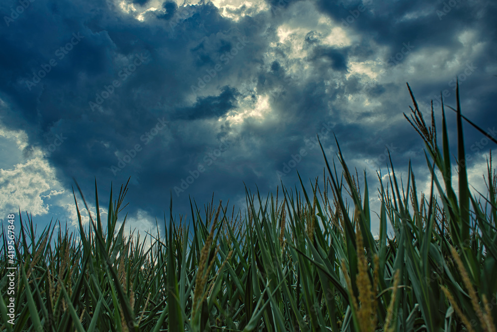Fototapeta premium grass and sky