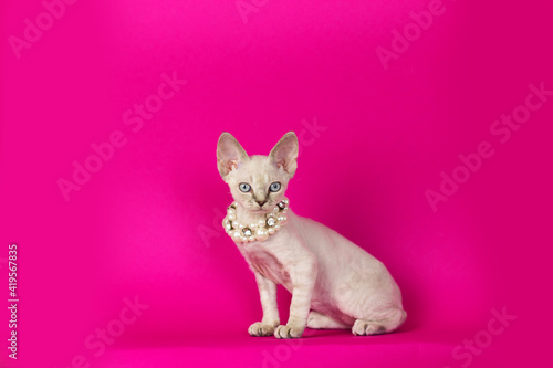 Devon rex on pink background. Beautiful yang cat posing. Cute curly kitten