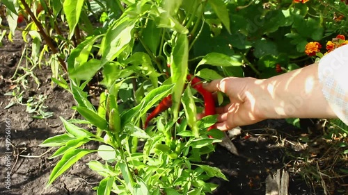 Harvest of spicy red pepper. Growing pepper at home.
