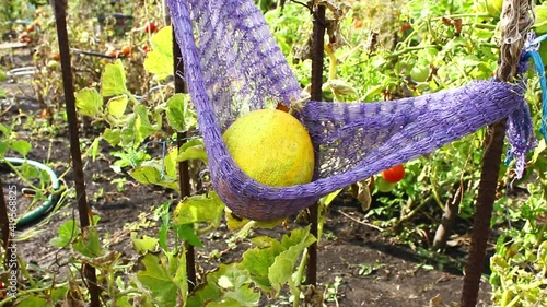 Growing melons on a trellis.