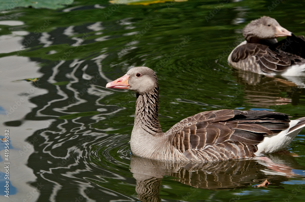Greylag Goose (Anser anser) wint gosling in park, Germany Greylag Goose (Anser anser) wint gosling in park, Germany