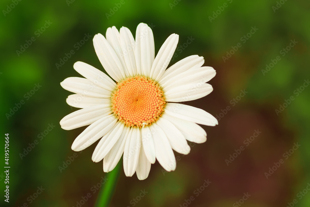 Chamomile flower leucanthemum in the garden, selective focus, blurred bokeh background Chamomile flower leucanthemum in the garden, selective focus, blurred bokeh background