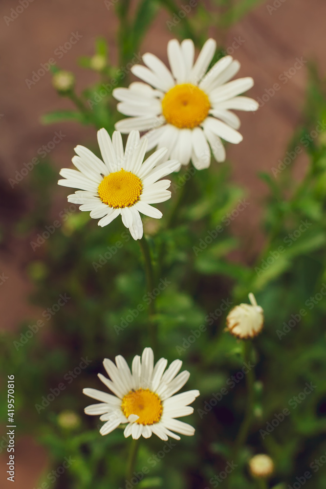 Chamomile flower leucanthemum in the garden, selective focus, blurred bokeh background Chamomile flower leucanthemum in the garden, selective focus, blurred bokeh background