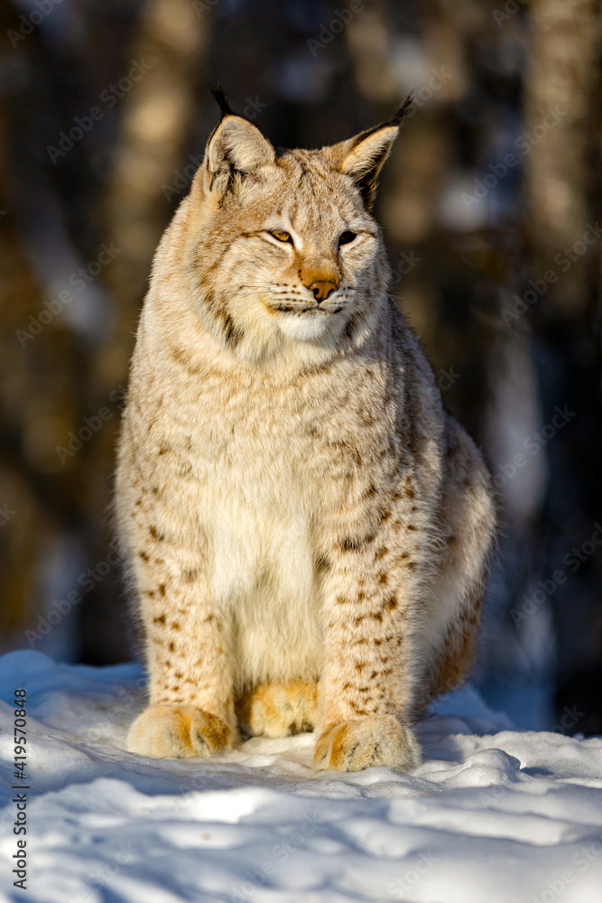 Eurasian lynx on snow while looking away Eurasian lynx on snow while looking away