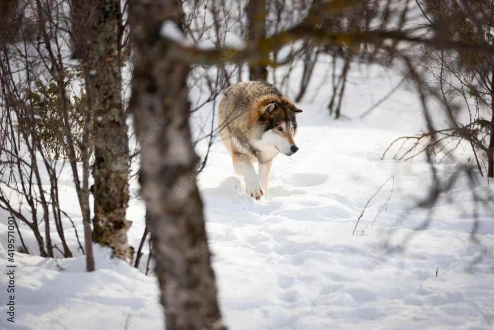 Wolf walking through bare trees on snow in nature Wolf walking through bare trees on snow in nature
