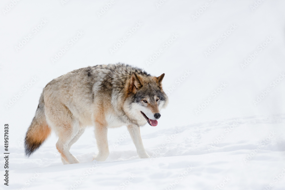 Canis Lupus walking on snow at nature park Canis Lupus walking on snow at nature park