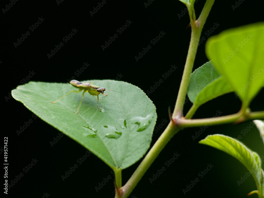 ant on a leaf ant on a leaf