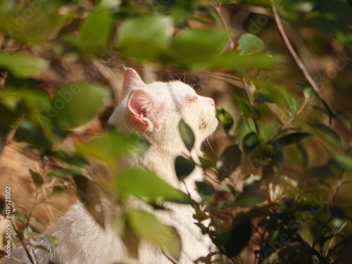 Fototapeta Naklejka Na Ścianę i Meble -  日向ぼっこをする白い野良猫