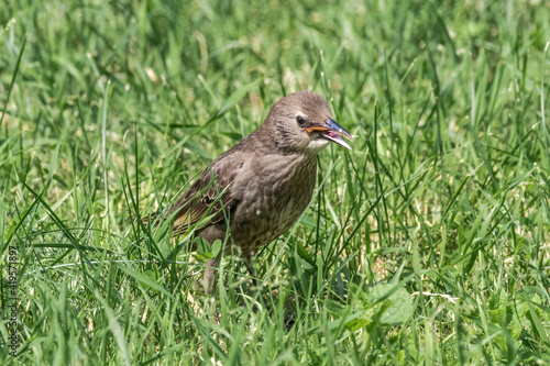 Immature Common Starling (Sturnus vulgaris) in park, Central Russia