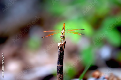Dragonfly and transparent wings on branch.