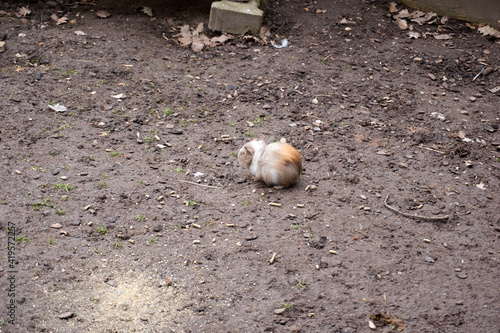 a brown and white guinea pig in its habitat