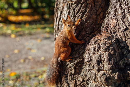 Squirrel sitting on tree in park at fall © molenira