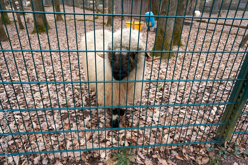 valais blacknose sheep in its habitat with trees and foliage photo