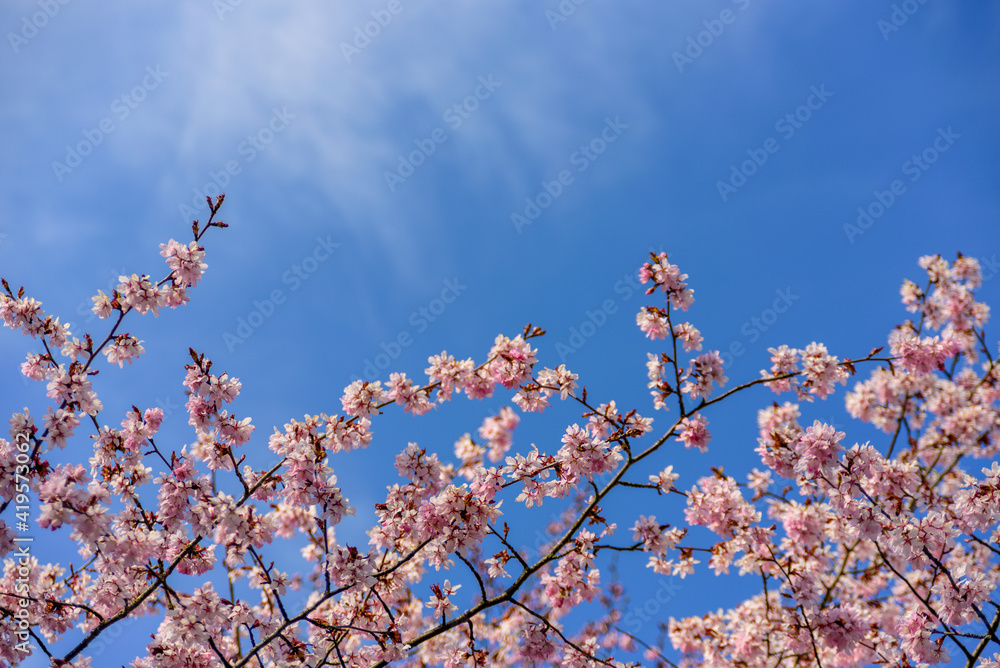 Blooming cherry tree with pink flowers against blue sky Blooming cherry tree with pink flowers against blue sky