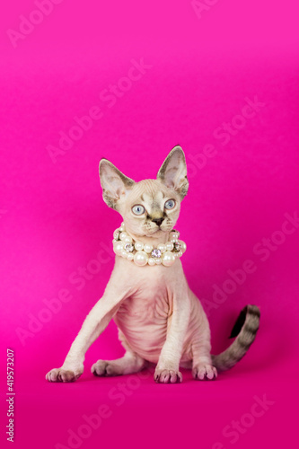 Devon rex on pink background. Beautiful yang cat posing. Cute curly kitten