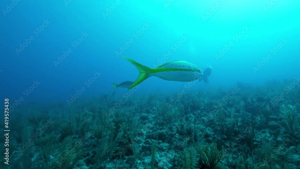 Slow Motion Pan: Yellowtail Snapper Swimming Over Coral Reef Slow Motion Pan: Yellowtail Snapper Swimming Over Coral Reef
