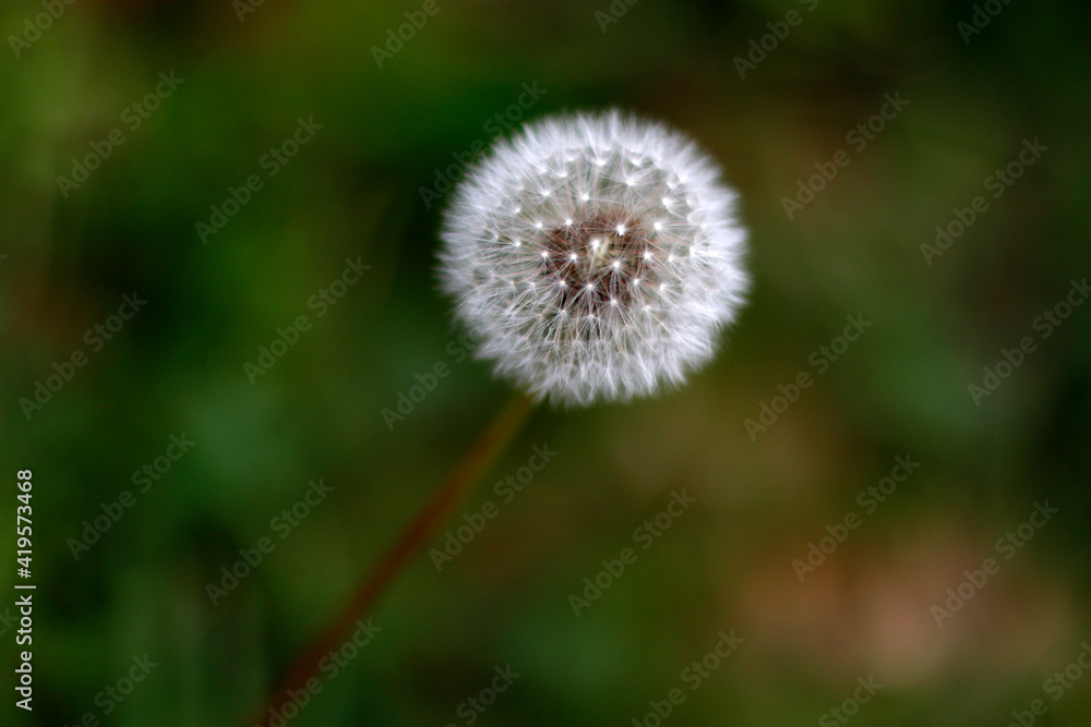 Dandelion in the grass