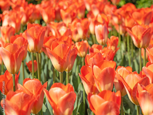 Orange bl  hende Tulpen im Fr  hling