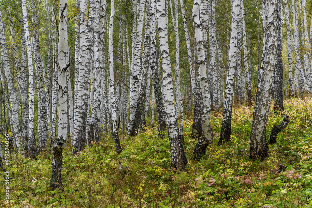 Birch Forest Siberia Fall Birch Forest Siberia Fall