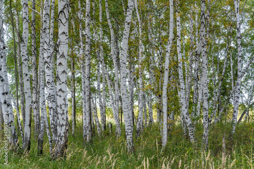 Fototapeta Naklejka Na Ścianę i Meble -  Birch Forest Siberia Fall Grass