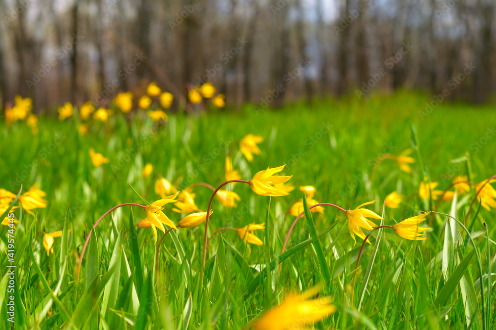 Wild daffodils in the meadow among the green grass