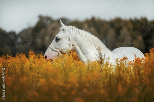 siwy koń w kwiatach