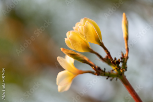 A Sapling of white yellow frangipani,Plumeria, Temple Tree or Graveyard Tree blooming on morning light natural flower background , soft focus