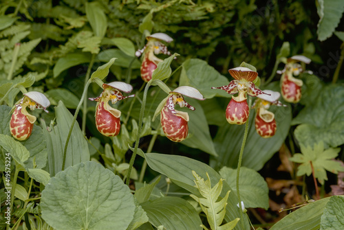 Spotted Ladys Slipper (Cypripedium guttatum) at Chowiet Island, Alaska, USA photo