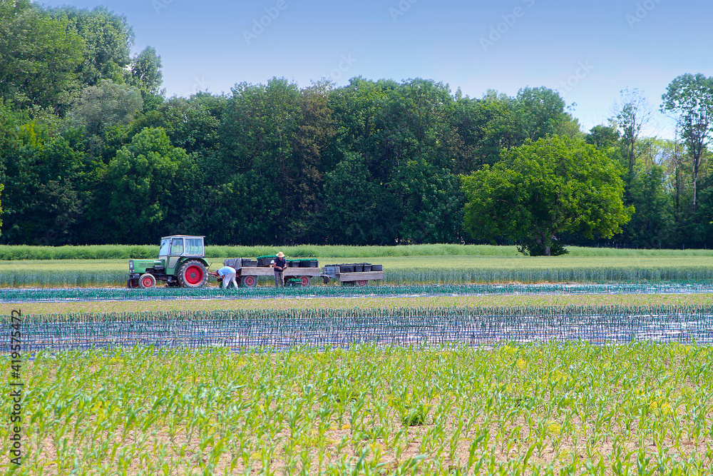 Farmers at field work planting wine grape cuttings (Upper Rhine valley, Germany) Farmers at field work planting wine grape cuttings (Upper Rhine valley, Germany)