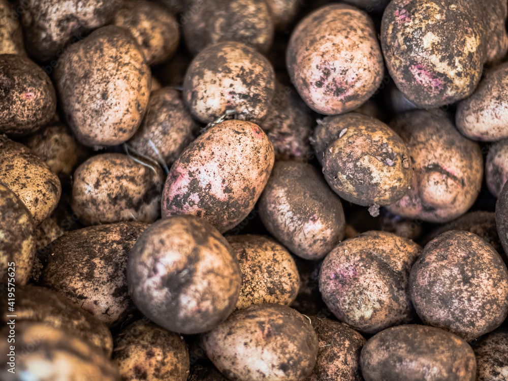 Pile, heap of many dirty unwashed yellow pink potatoes lie on top of each other in a store, supermarket Pile, heap of many dirty unwashed yellow pink potatoes lie on top of each other in a store, supermarket
