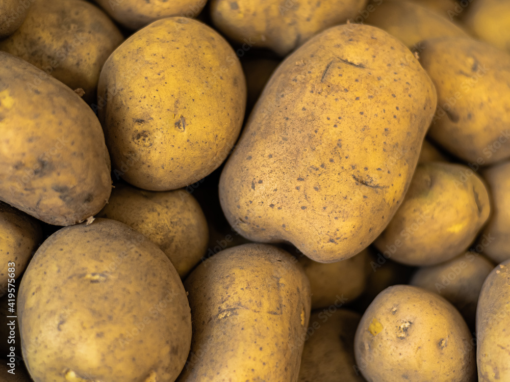 A pile of many dirty unwashed yellow potatoes in ground earth lie on top of each other in a store, supermarket A pile of many dirty unwashed yellow potatoes in ground earth lie on top of each other in a store, supermarket