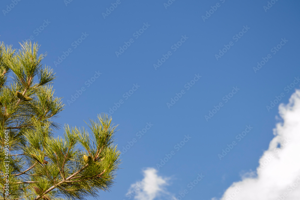 Top of Crimean pine against cloud sky. Sunny summer day. Front view. Top of Crimean pine against cloud sky. Sunny summer day. Front view.