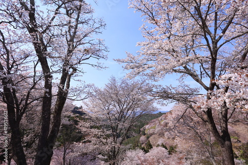 Wallpaper Mural 吉野山上千本の満開桜のむこうに中千本の桜が見える Torontodigital.ca