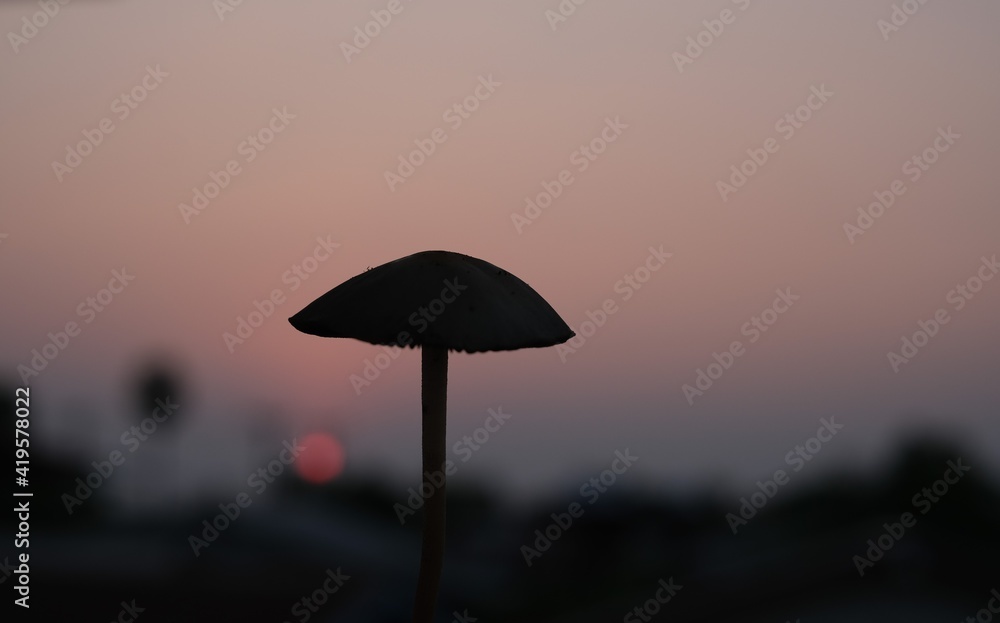 silhouette of umbrella on sunset,mushroom shadow