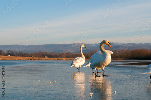 Fototapeta Naklejka Na Ścianę i Meble -  beautiful swans on the winter lake
